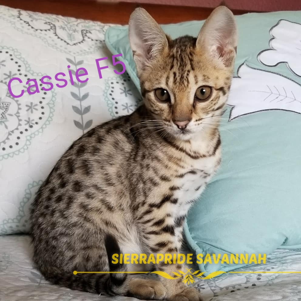 f5 Savannah Cat