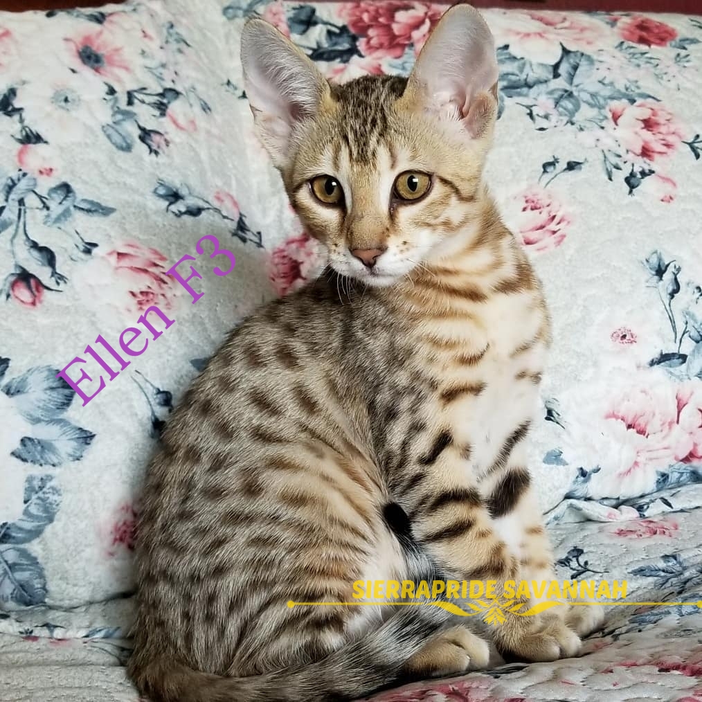 f2 savannah cats Kittens For Sale