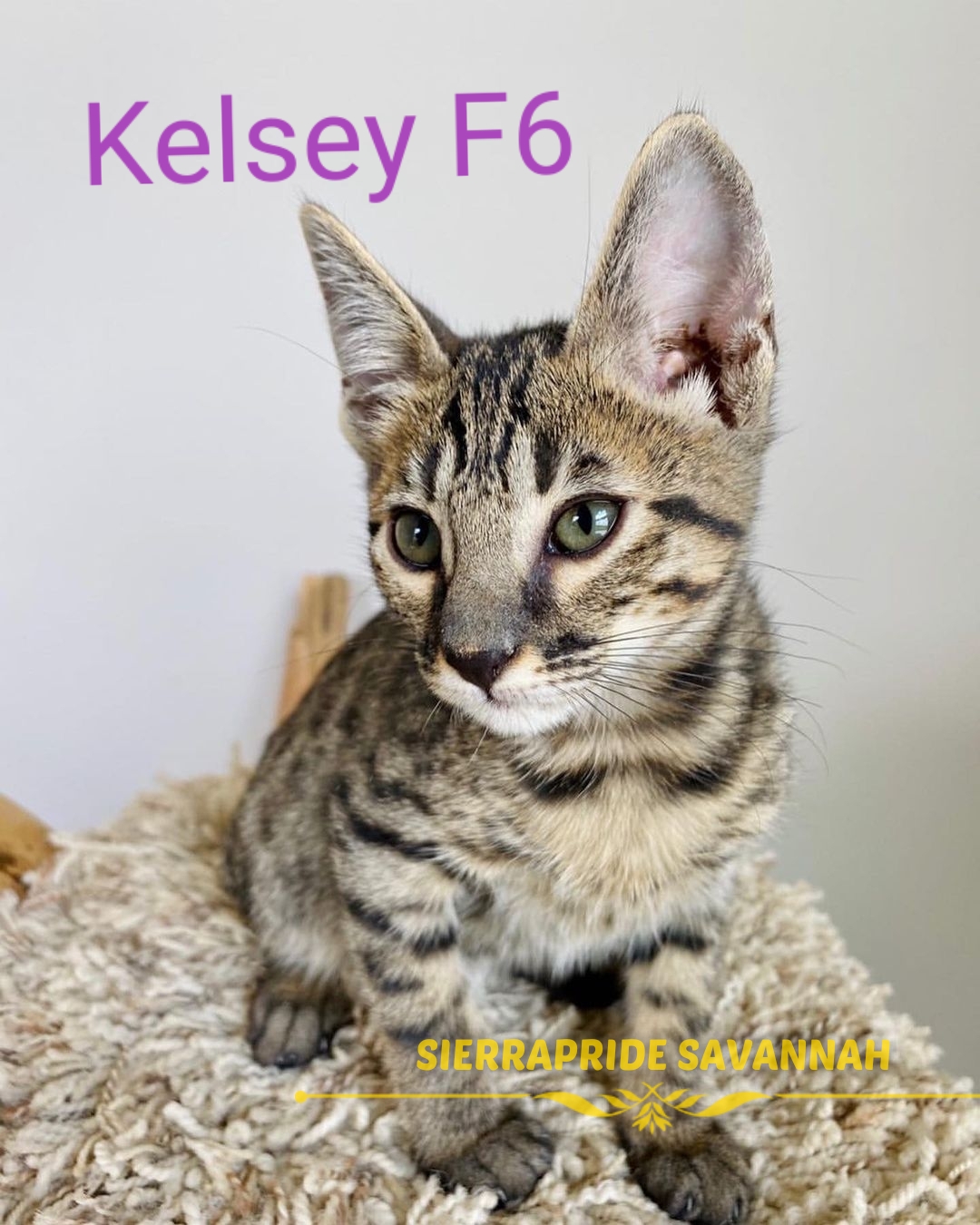 f6 savannah cats for sale