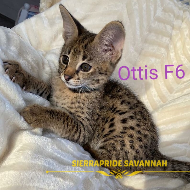 f6 savannah cat sale