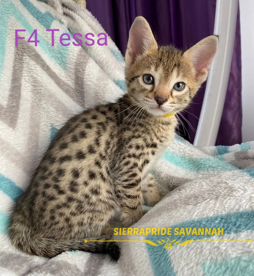 f4 savannah cats for sale