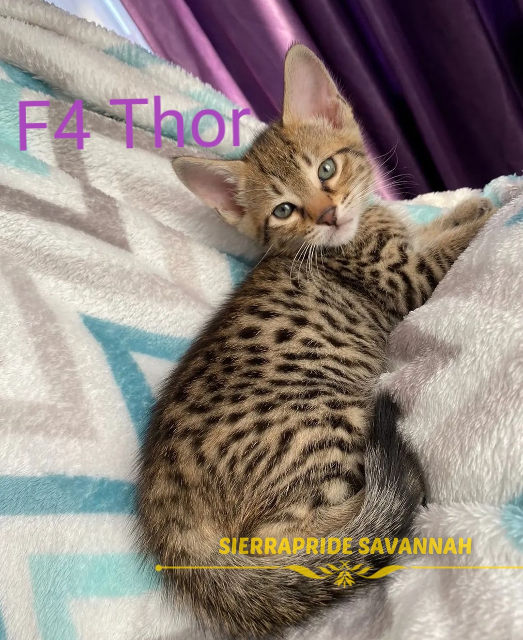 savannah f4 cats for sale