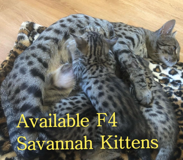 Savannah kitten for sale