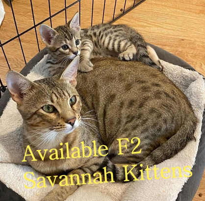 Savannah kitten for sale