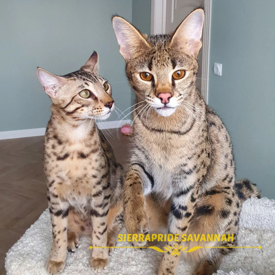 Savannah kitten with distinction