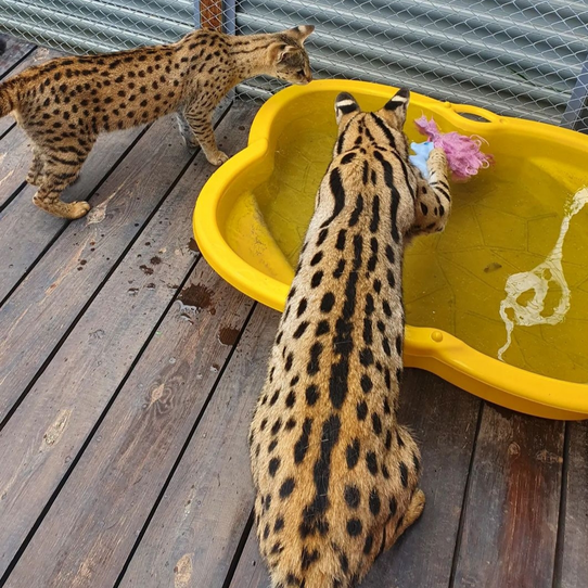 Savannah cat food