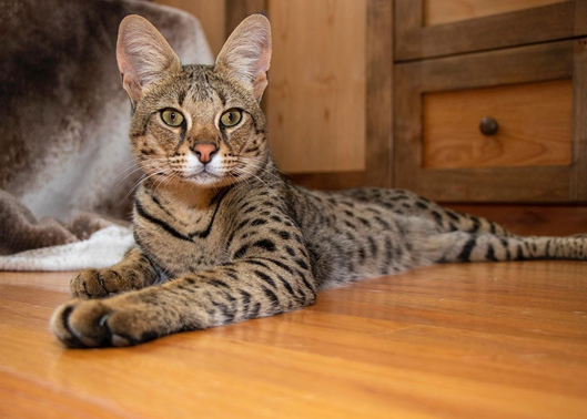 Close-up of Savannah cat face showing distinctive striped pattern