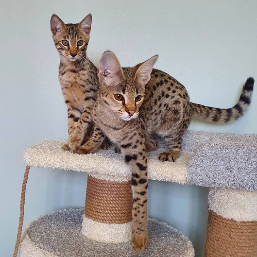 Savannah cat with spotted pattern