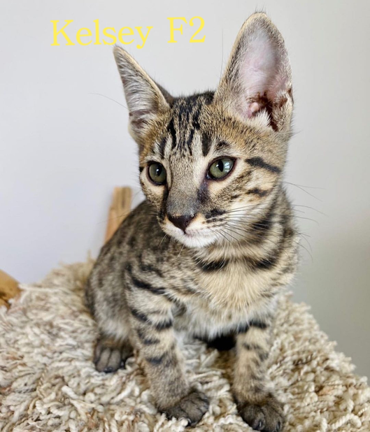 Savannah kitten for sale