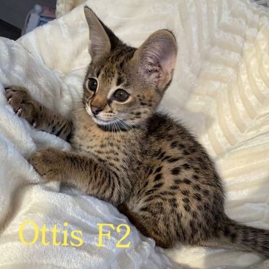 Savannah kitten for sale