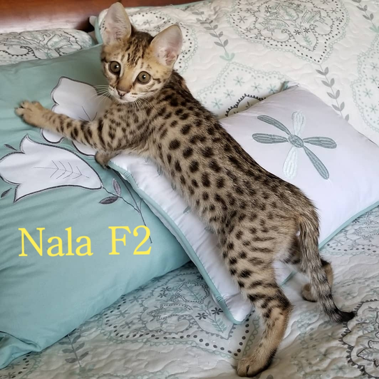 f2 savannah kittens for sale