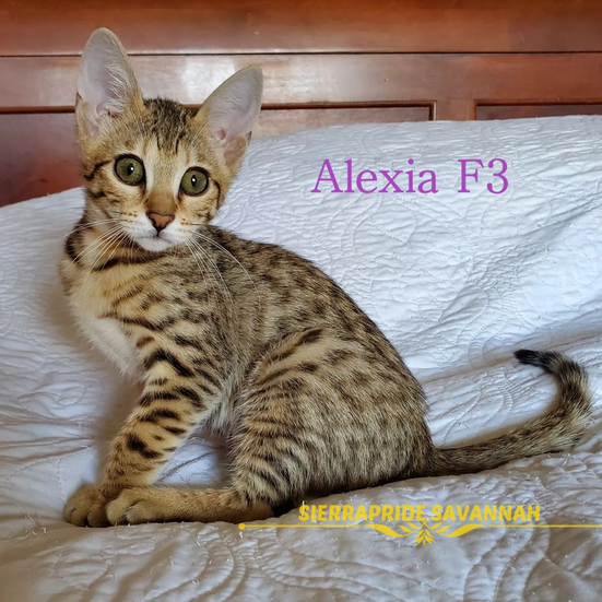 Savannah cat