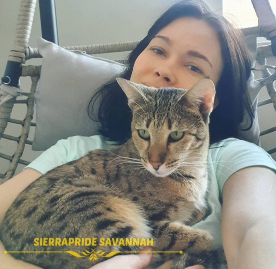 Savannah cat Companions