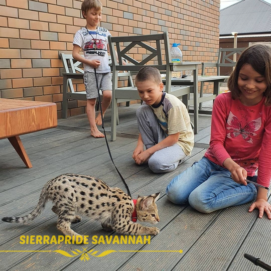 Savannah cat playing