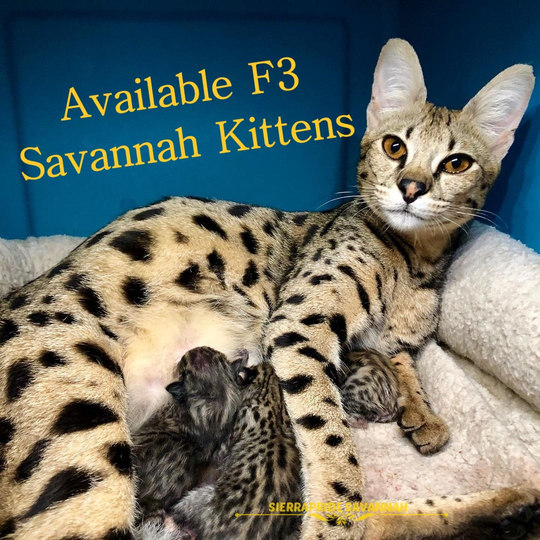 Savannah kitten for sale