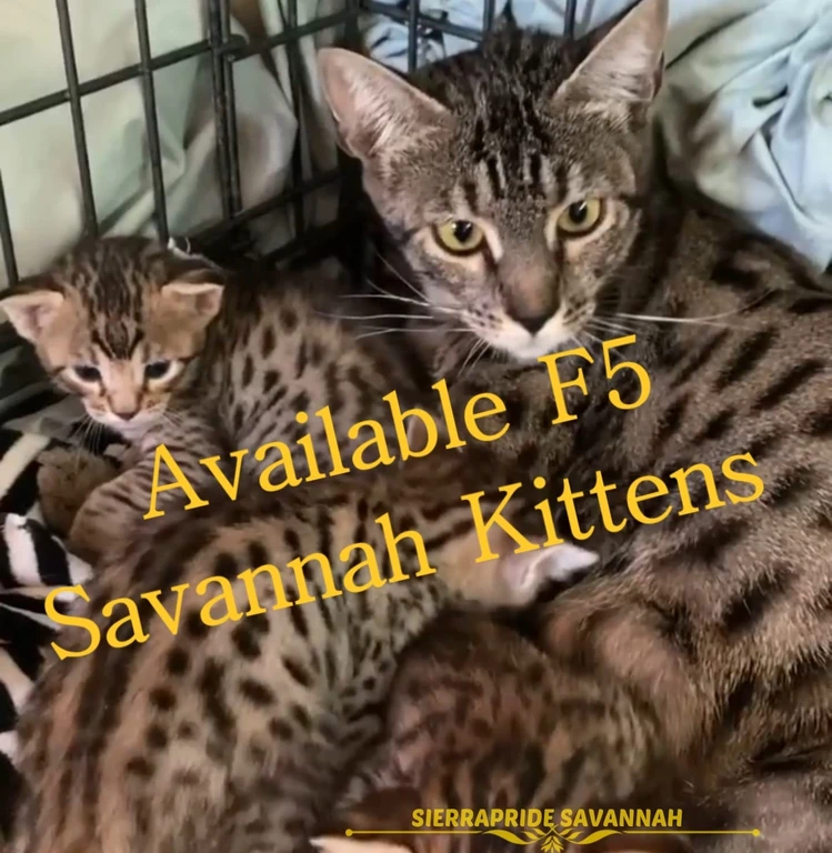 SavannahS kitten for sale