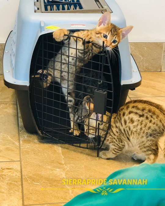 are toyger cats rare