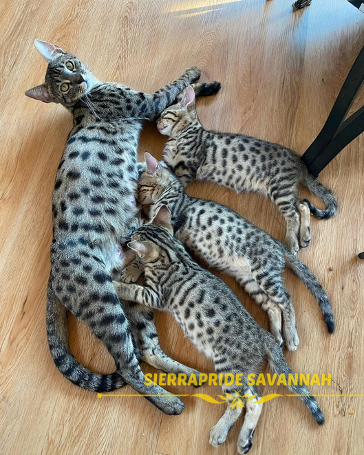 how much are f2 savannah cats