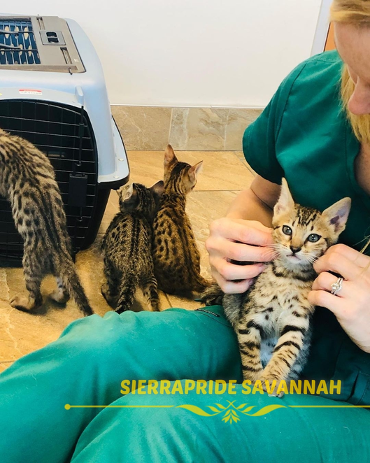 Savannah cat health