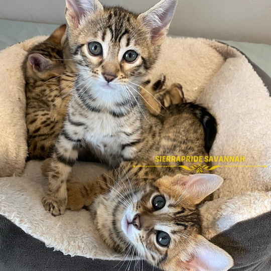 f3 savannah cats for sale
