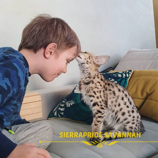 savannah cats good with kids