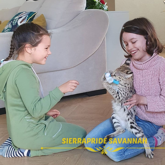 savannah cat for sale