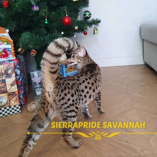 savannah cats generations