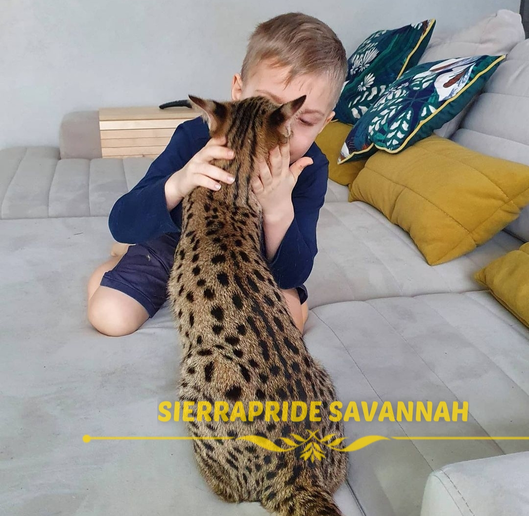 how big does a savannah cat get