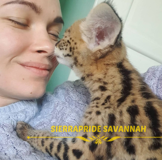 how much are savannah cats worth