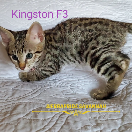 Savannah kitten
