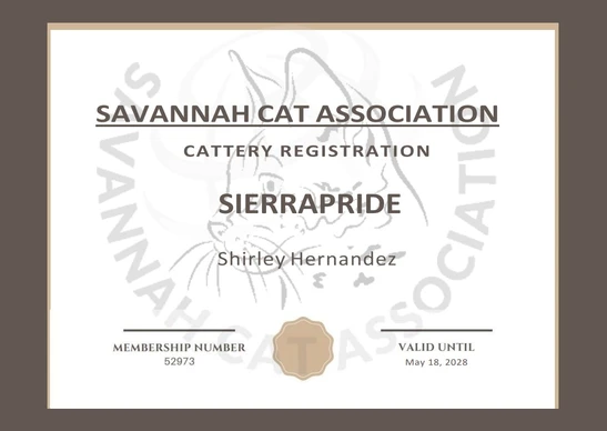 savannah kittens for adoption