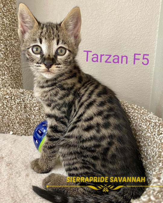 Toyger cats near me