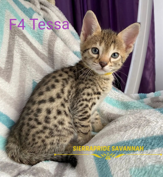 Toyger cats near me