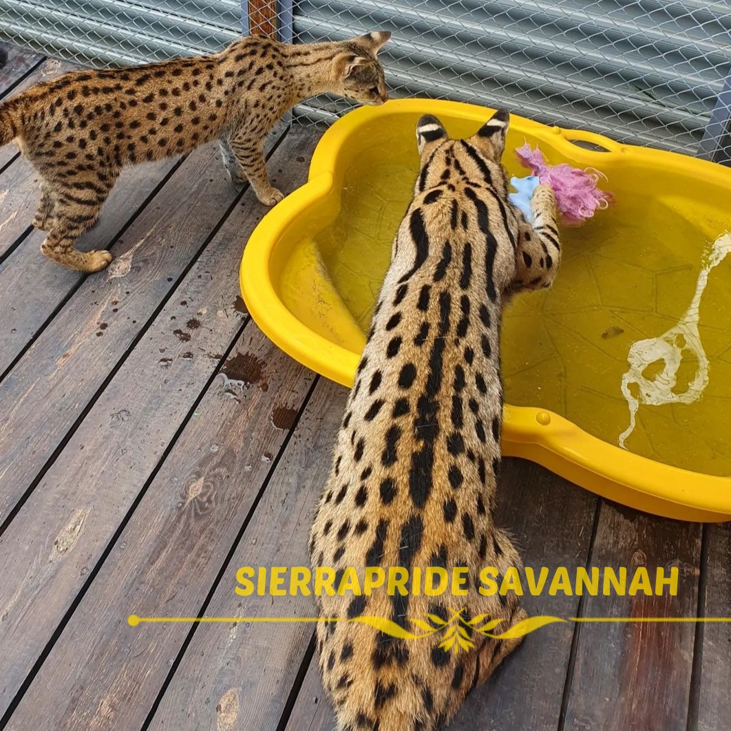 savannah f5 cat