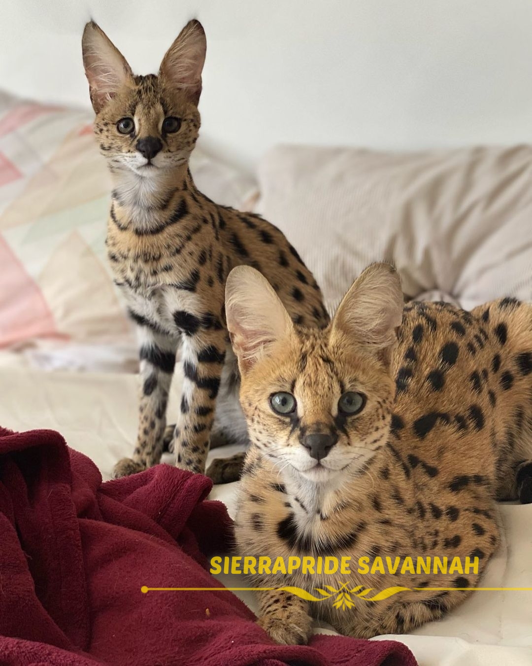 savannah f4 cat