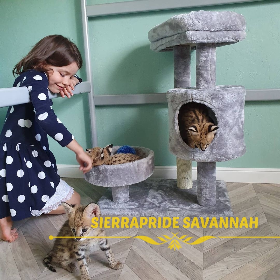 savannah f2 cats
